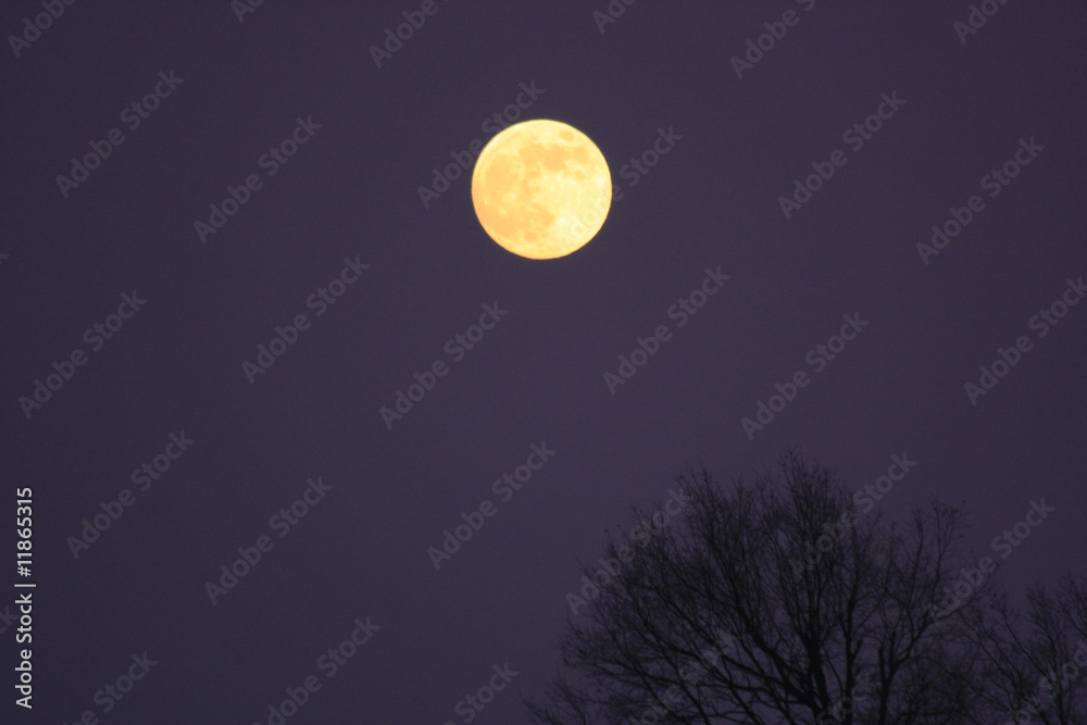 Vollmond mit Baumkrone im Vordergrund Vollmond mit Baumkrone im Vordergrund