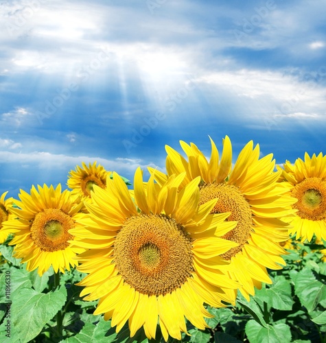 sunflowers