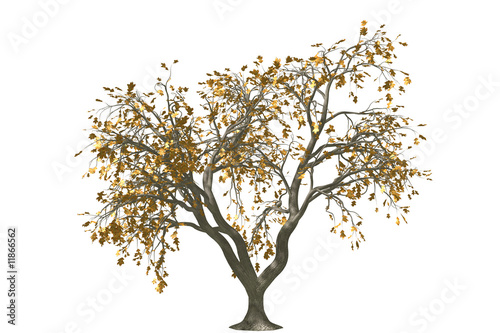 oak tree render isolated with rusty leaf