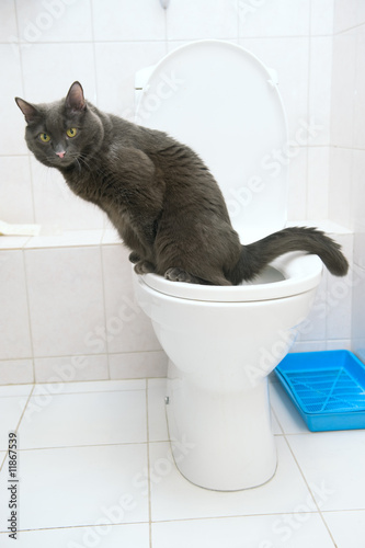 clever cat uses a toilet bow