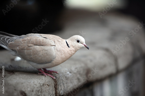 Ringed Turtle Dove