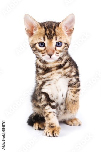 Bengal kitten on white background