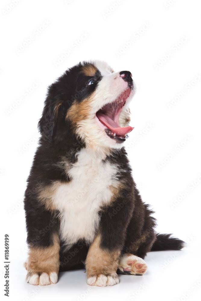 Bernese Mountain puppy on white