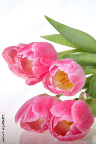 Spring pink Tulips