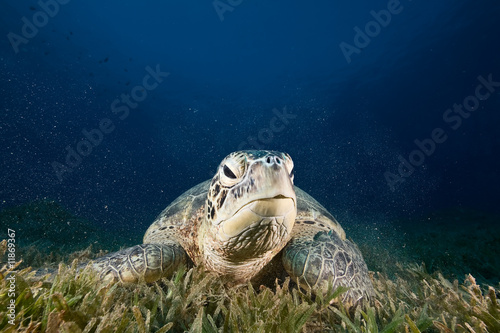 male green turtle