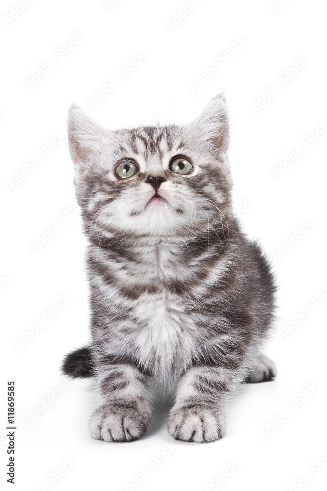 British kitten on white background