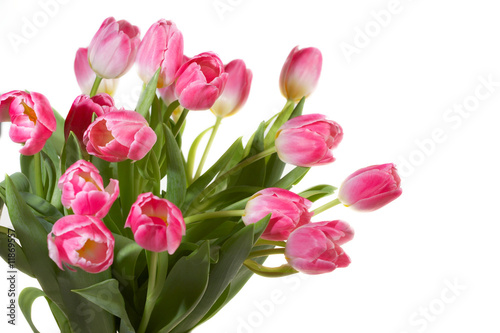 Pink Tulips bouquet © Veronika Seppanen