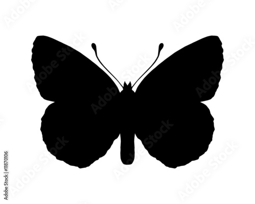 Schmetterling