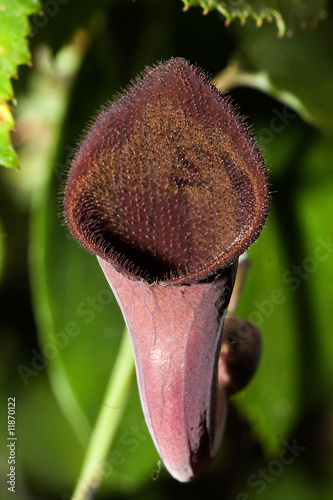 Valokuva Flor carnivora