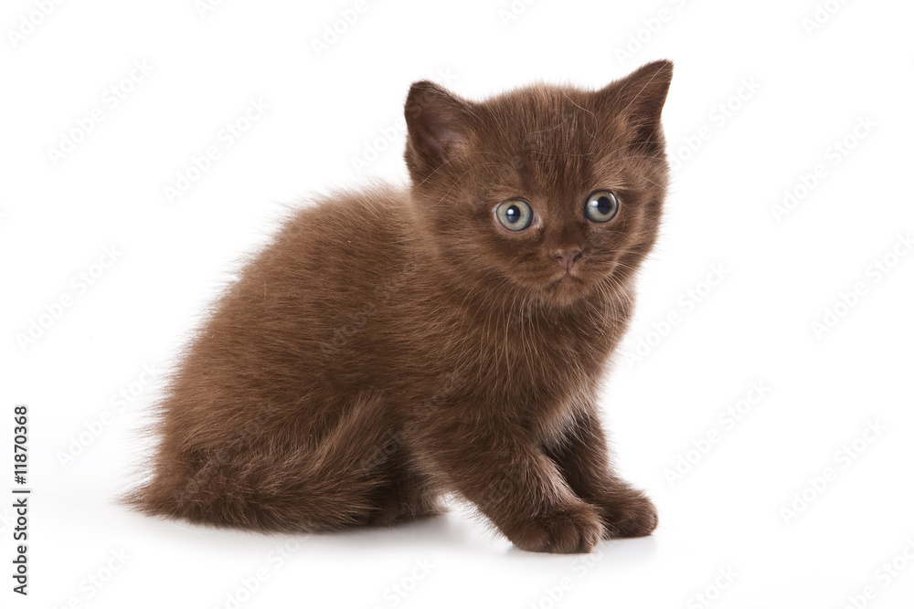 Fototapeta premium British kitten isolated on white