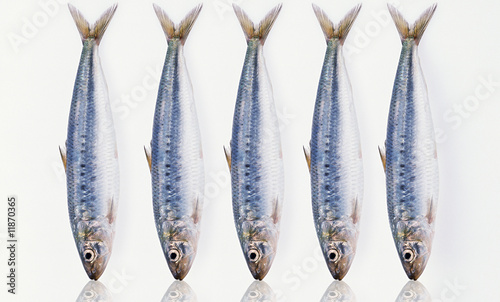 sardines