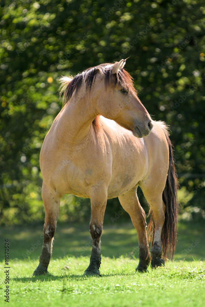 Fototapeta premium Pferd