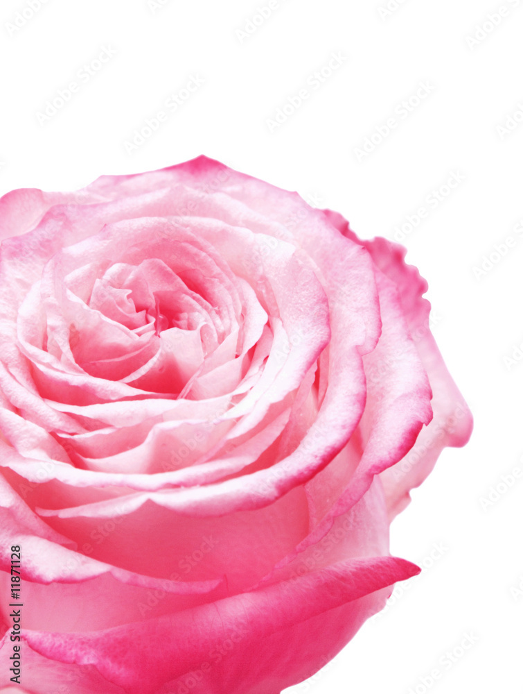 Rose Rose