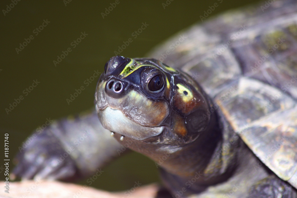 Fototapeta premium Water Turtle Close-Up