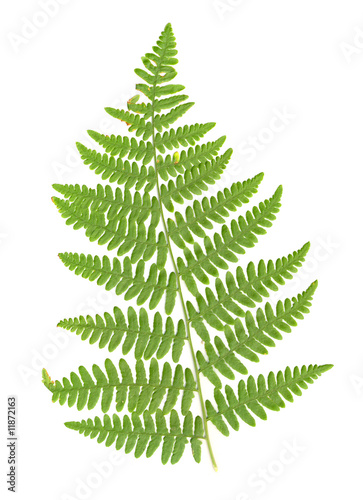 Fern Frond On White