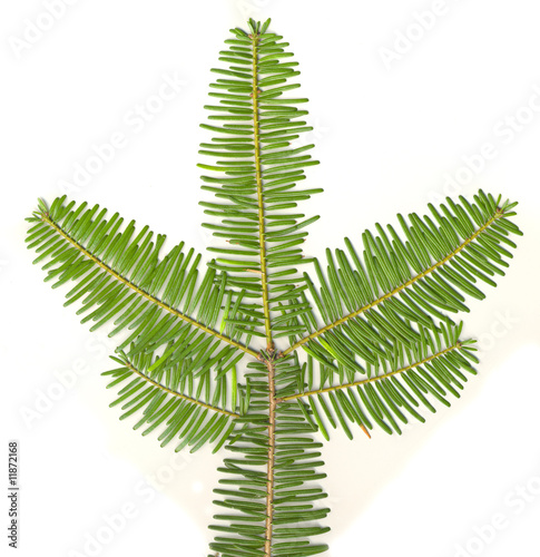 Evergreen Branch On White