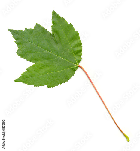 Maple Leaf On White