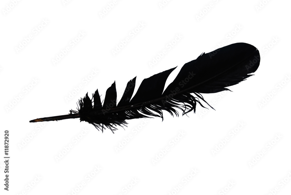 Black feather Black feather