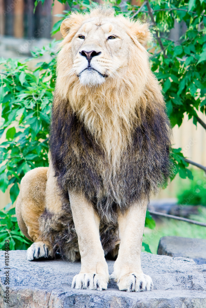 Obraz premium Lion