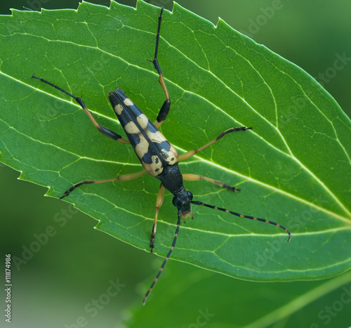 Gefleckter Schmalbock - Draufsicht photo