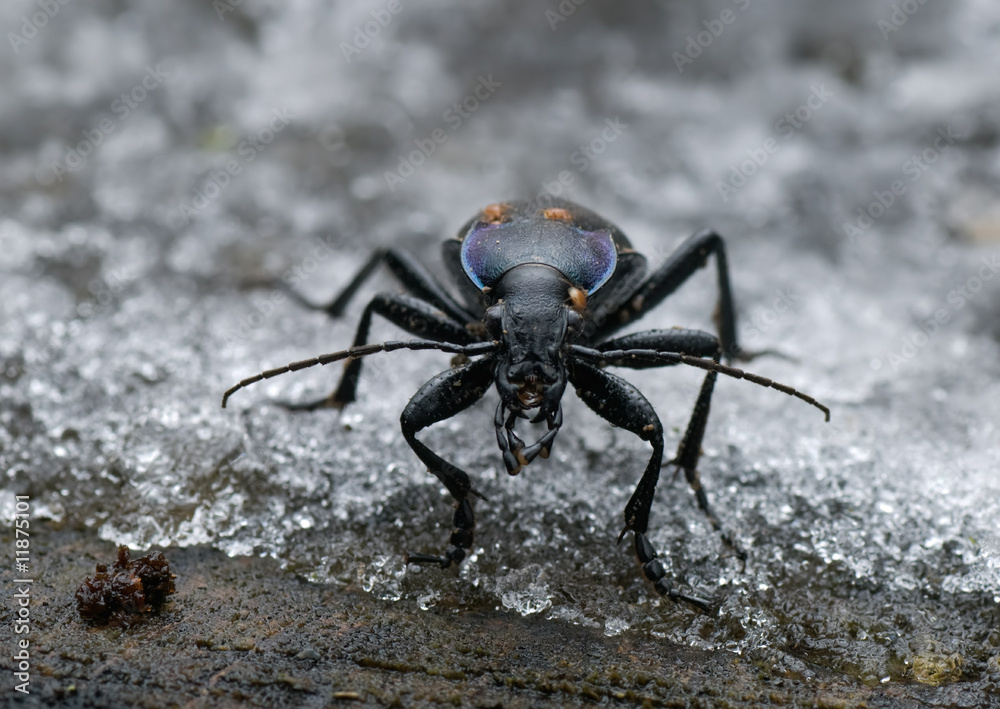 Carabus violaceus mit Milben Carabus violaceus mit Milben