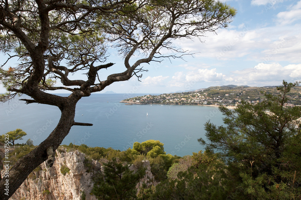Italy. Bight of Tyrrhenian Sea. Mediterranean pine