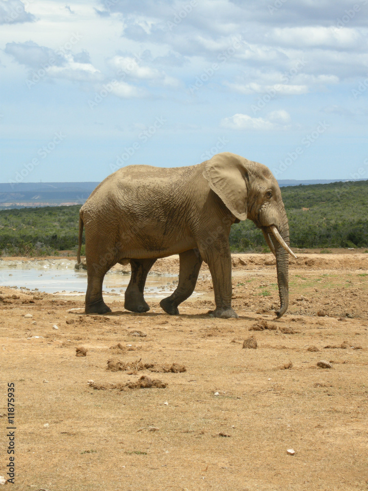 Obraz premium Elefant