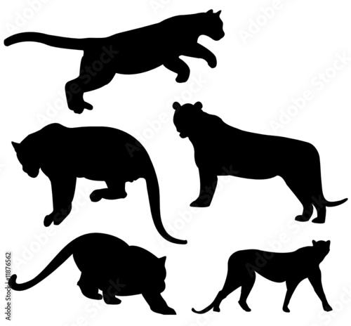 Wild cats silhouette collection - vector