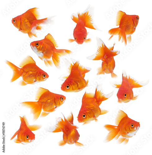 Fototapeta group of goldfish