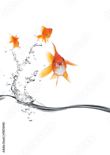 goldfish jumping away