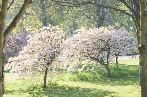 Field with blooming trees in spring photo