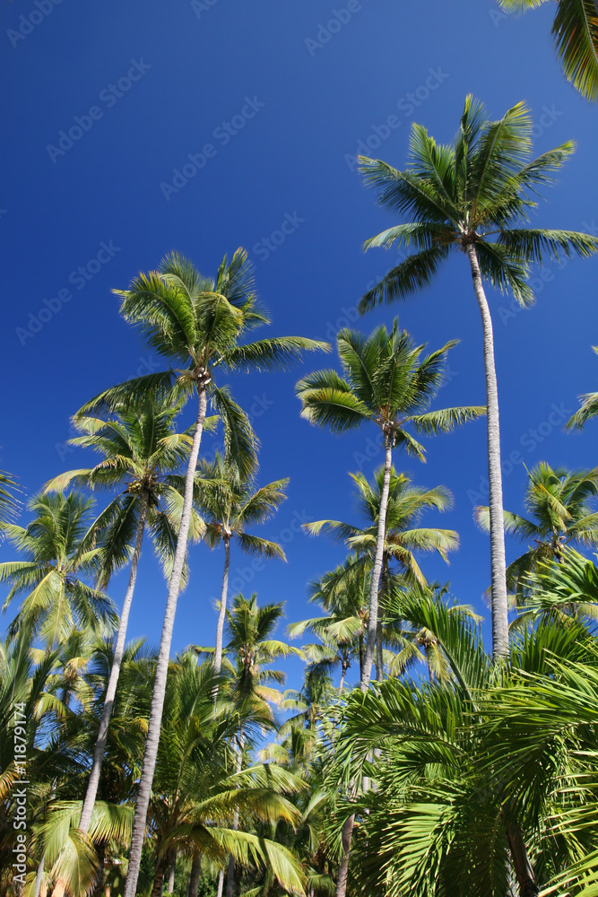Tropical Coconut Palm Trees Background