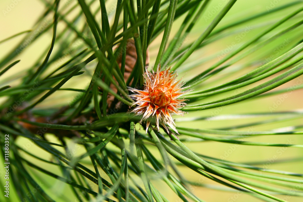 Blossoming tree Blossoming tree