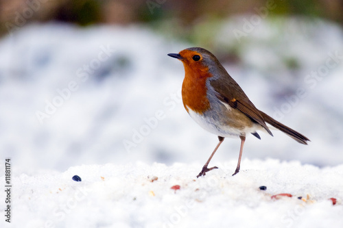 Robin Looking For Scraps © johnp33