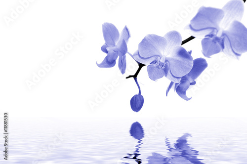 blue orchids