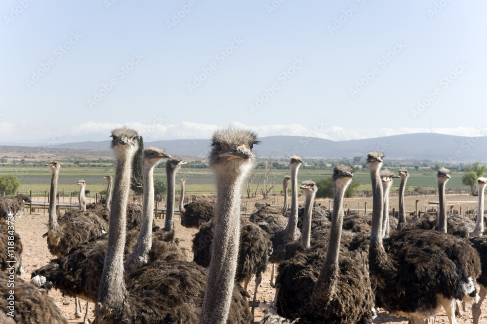 ostrich of South Africa