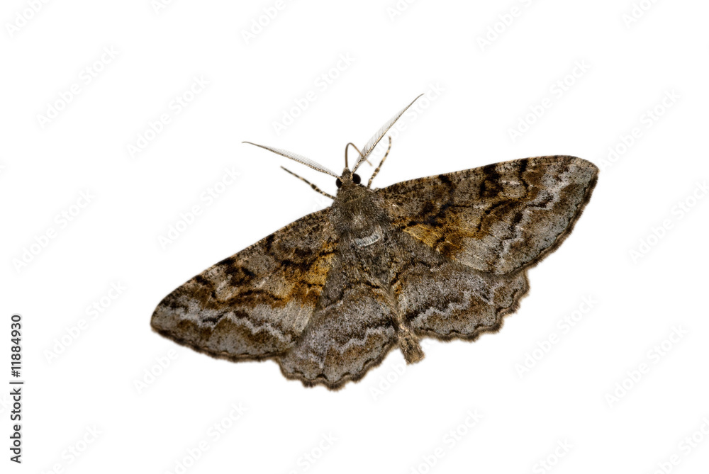 Obraz premium Geometrid moth