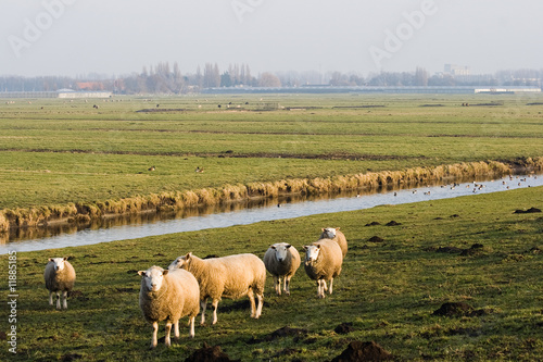 Murais de parede Dutch polder landscape in winter with sheep