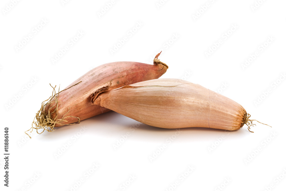 two shallots isolated two shallots isolated