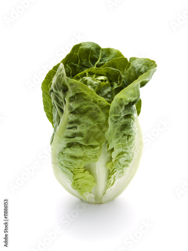 romaine lettuce standing