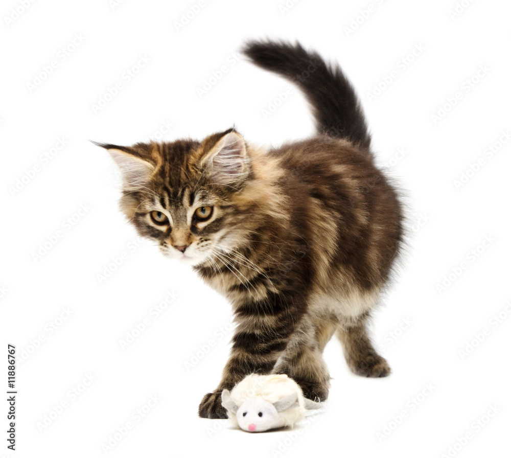 Obraz premium kitten