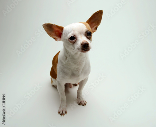 Puppy Chihuahua © Donald Bowers