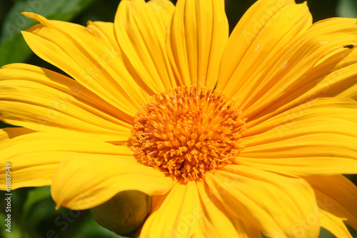 Close-up of yellow Gerbera flower