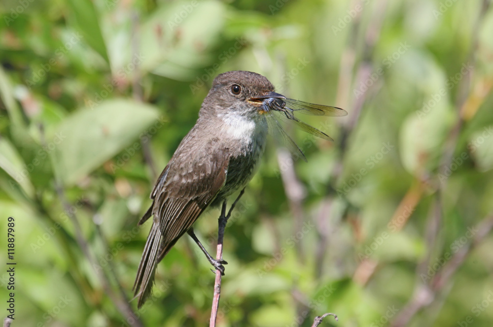 Fototapeta premium Bird With Food