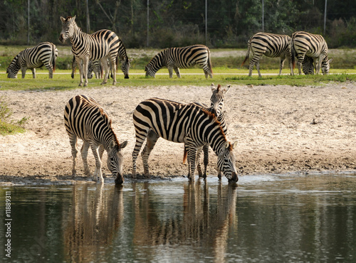 Wild zebras