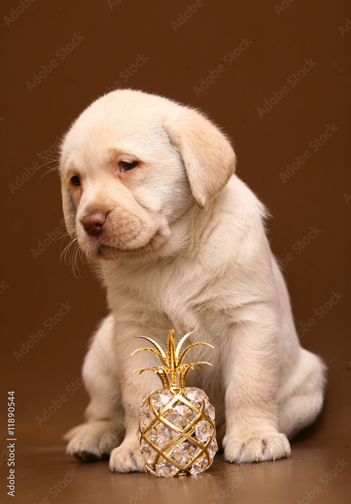 Puppy Labrador on a brown background.