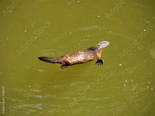 Tapety artystyczne duck billed platypus