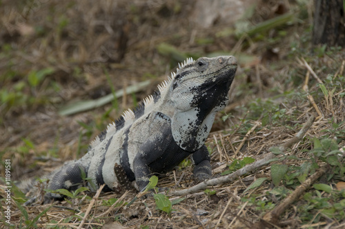 Iguana IV