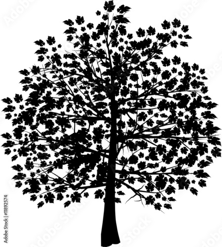 Tree silhouette