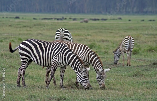 Zebras  Kenia wildlife